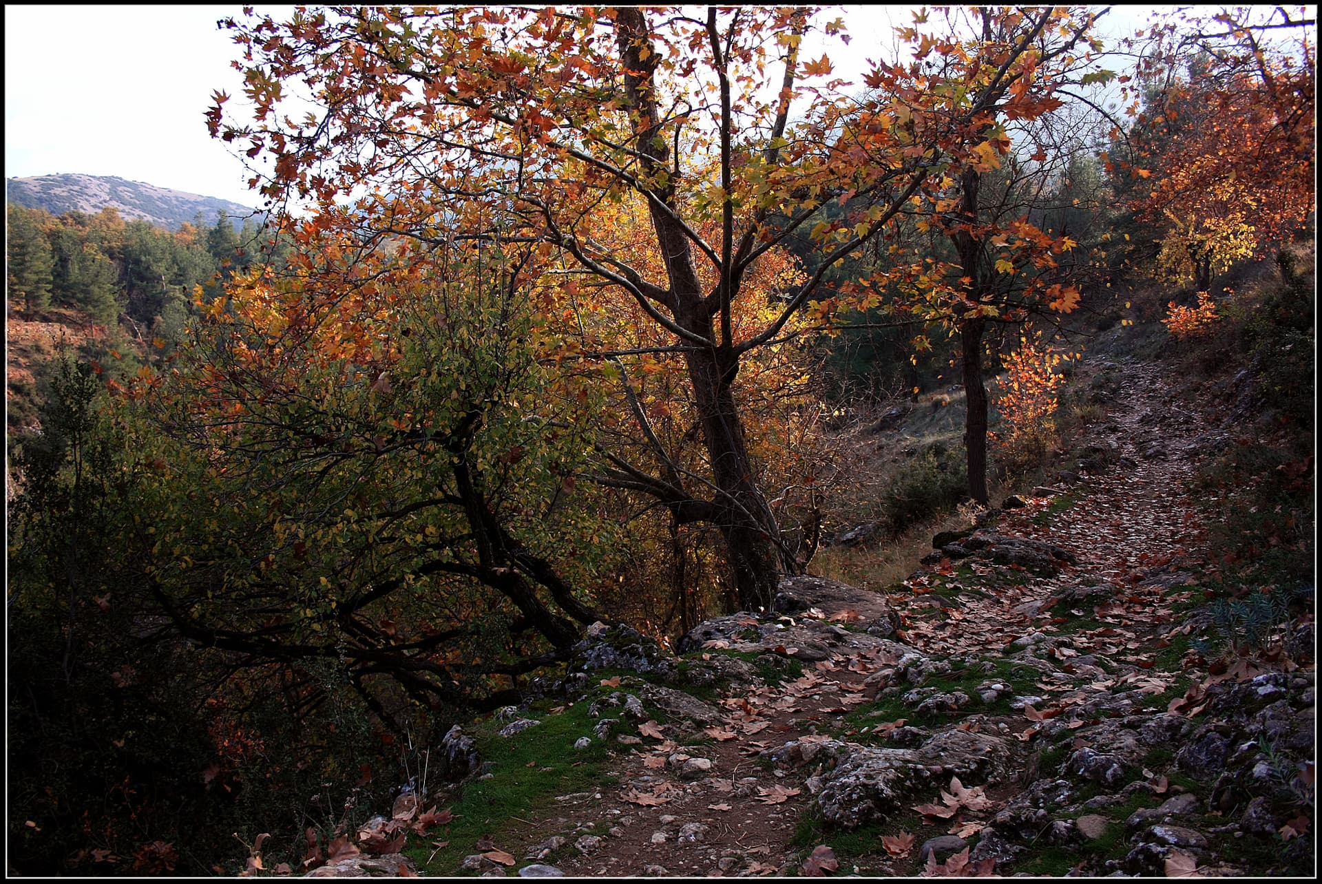 Sandras Ultra Trail